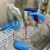В лабораториях ВолгГМУ впервые успешно проведены исследования с применением передовых биотехнологий на трансгенных клетках