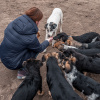 Волонтеры студсовета ВолгГМУ посетили приют для животных