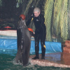 ВолгГМУ в гостях у добрых обитателей морских глубин на Дельфин-шоу