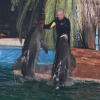 ВолгГМУ в гостях у добрых обитателей морских глубин на Дельфин-шоу