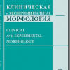 Клиническая и экспериментальная морфология