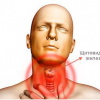 Щитовидная железа (фото: myfamilydoctor.ru)