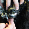 Экзоскелет нижней челюсти - изобретения коллектива разработчиков ВолгГМУ - на собаке