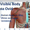 Открыт доступ к интерактивному анатомическому 3D-атласу